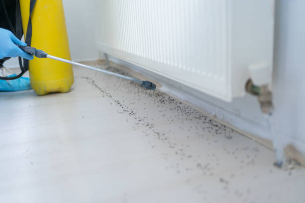 Best Bed Bug Extermination  in Hutchins, TX